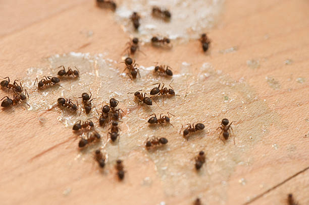 Best Ant Control Services  in Alpine, UT